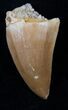 Fossil Mosasaurus Tooth #17023-1